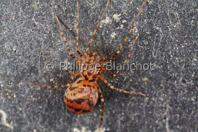 PBL_Araignees_2013_MG_4787.JPG - France, Pyrénées-Atlantique (64), Scytodidae, Araignée cracheuse (Scytodes thoracica), Spitting spider
